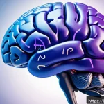 신경심리학 - A detailed, anatomically accurate digital illustration of the human brain highlighting the prefronta...